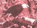 These days, Sauk-Praire is so alive with bald eagles that it's hard to believe they were ever threatened by extinction.